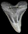 Megalodon Tooth - Massive Tooth! #43037-1